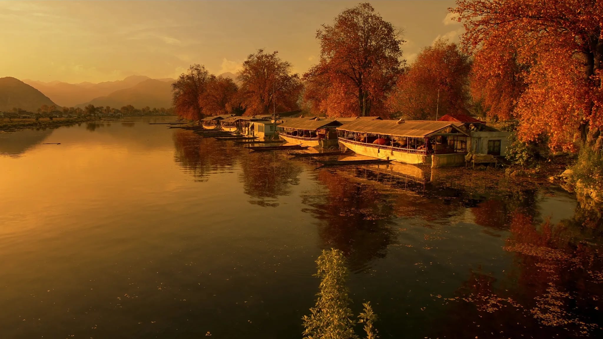 Golden chinar trees along Dal Lake in autumn
